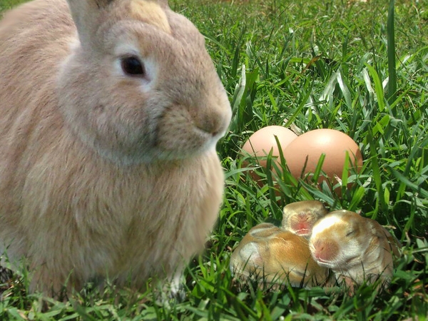 Rabbit Eggs